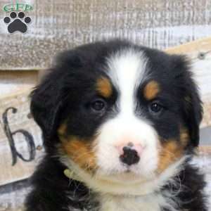 Simon, Bernese Mountain Dog Puppy