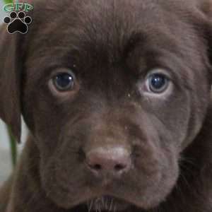 Simon, Chocolate Labrador Retriever Puppy