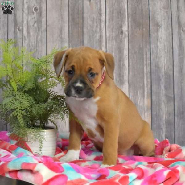 Sky, Boxador Puppy