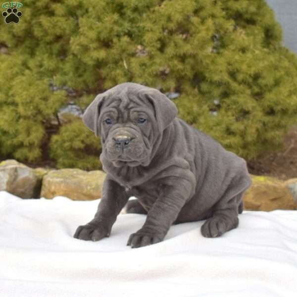 Sky, Cane Corso Puppy