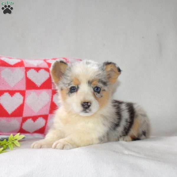 Sky, Pembroke Welsh Corgi Puppy