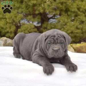 Sky, Cane Corso Puppy