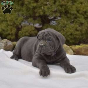 Sky, Cane Corso Puppy