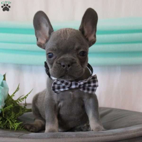 Sky Walker, French Bulldog Puppy