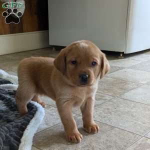 Skye, Fox Red Labrador Retriever Puppy