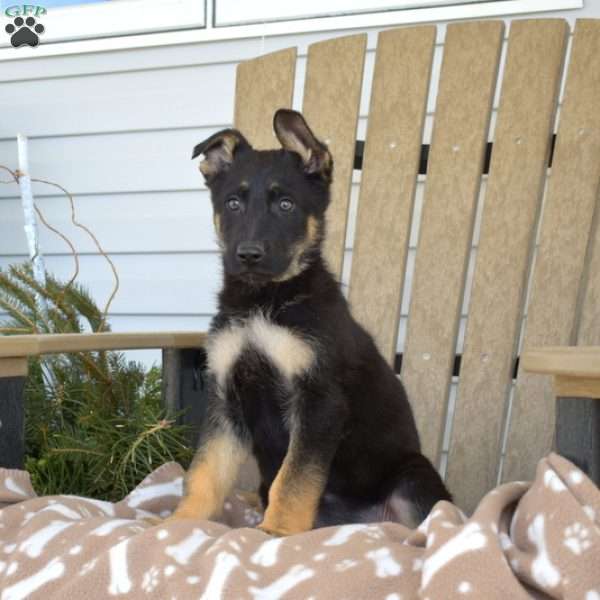 Skylar, German Shepherd Puppy