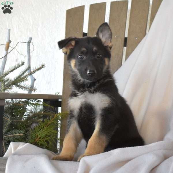 Skylar, German Shepherd Puppy