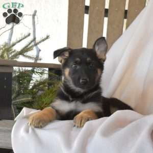 Skylar, German Shepherd Puppy