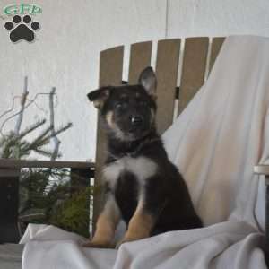 Skylar, German Shepherd Puppy