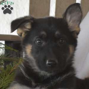 Skylar, German Shepherd Puppy