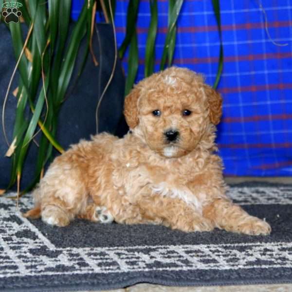 Skyler, Goldendoodle Puppy