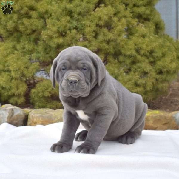 Slater, Cane Corso Puppy