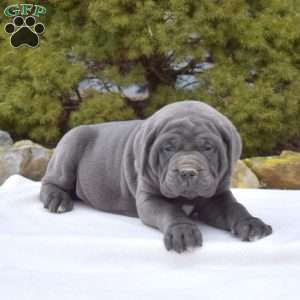 Slater, Cane Corso Puppy