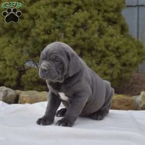 Slater, Cane Corso Puppy