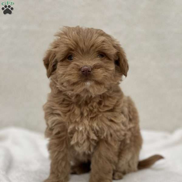 Sloane, Mini Goldendoodle Puppy