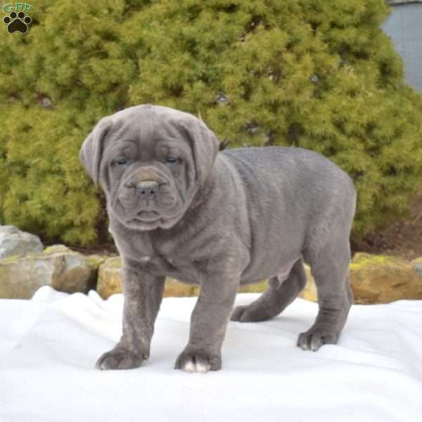 Smokey, Cane Corso Puppy