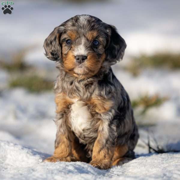 Snickers, Cavapoo Puppy