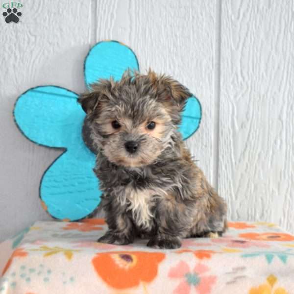 Snickers, Morkie / Yorktese Puppy