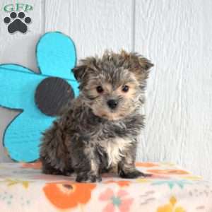 Snickers, Morkie / Yorktese Puppy