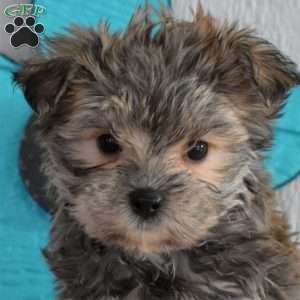 Snickers, Morkie / Yorktese Puppy