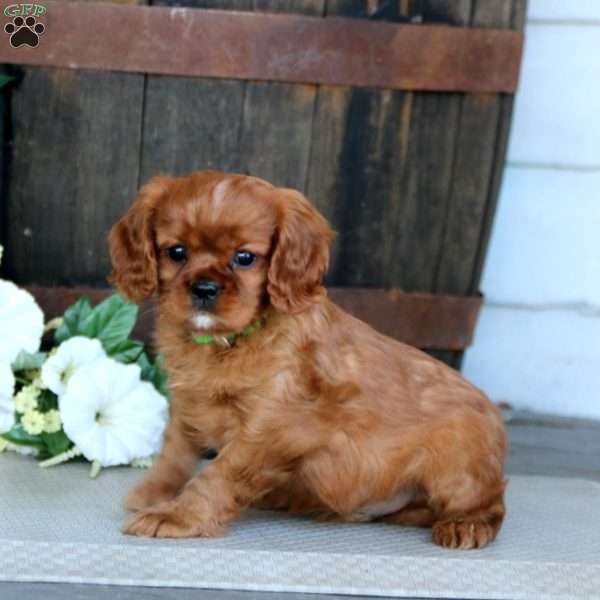 Snickers, Cavalier King Charles Spaniel Puppy