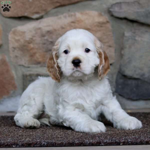 Snickers, Cocker Spaniel Puppy