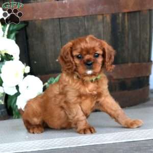 Snickers, Cavalier King Charles Spaniel Puppy