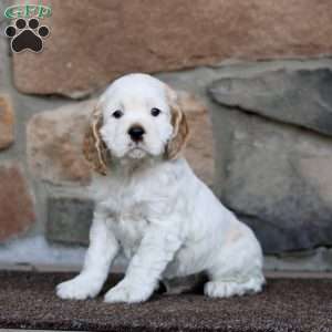 Snickers, Cocker Spaniel Puppy