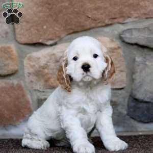 Snickers, Cocker Spaniel Puppy