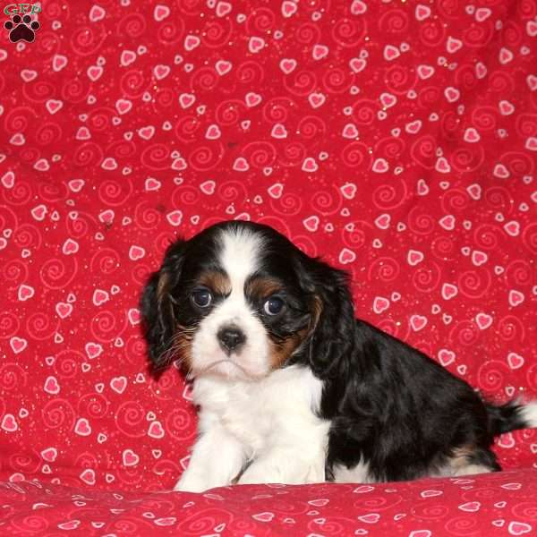 Snoopy, Cavalier King Charles Spaniel Puppy