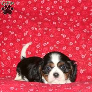 Snoopy, Cavalier King Charles Spaniel Puppy