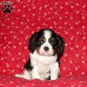 Snoopy, Cavalier King Charles Spaniel Puppy