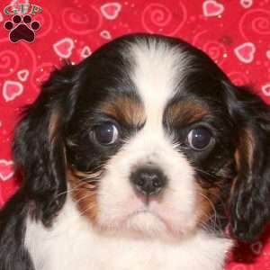 Snoopy, Cavalier King Charles Spaniel Puppy