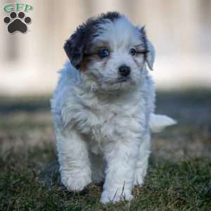 Snowflake, Mini Bernedoodle Puppy