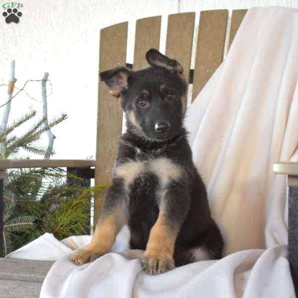 Soldier, German Shepherd Puppy