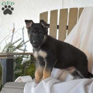 Soldier, German Shepherd Puppy