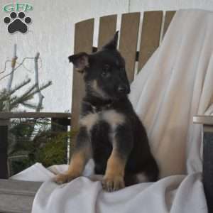 Soldier, German Shepherd Puppy