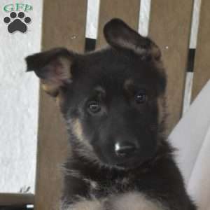 Soldier, German Shepherd Puppy