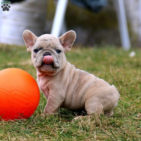 Sonnie, French Bulldog Puppy