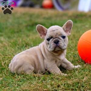 Sonnie, French Bulldog Puppy