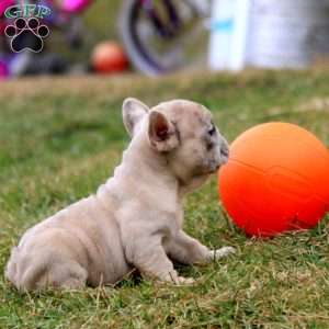 Sonnie, French Bulldog Puppy