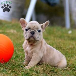 Sonnie, French Bulldog Puppy