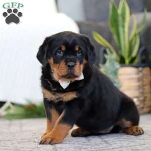 Sophie, Rottweiler Puppy