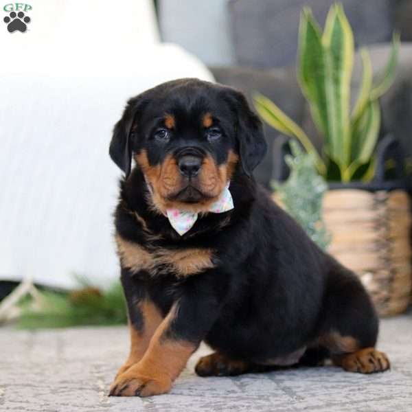 Sophie, Rottweiler Puppy