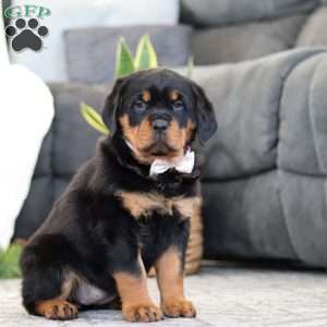 Sophie, Rottweiler Puppy