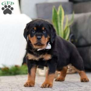 Sophie, Rottweiler Puppy