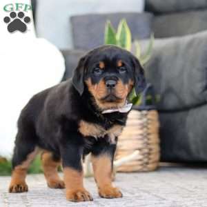 Sophie, Rottweiler Puppy