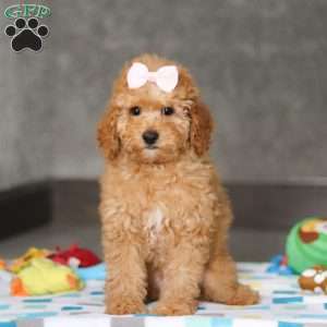 Sophie, Miniature Poodle Puppy