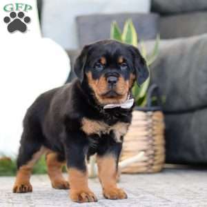 Sophie, Rottweiler Puppy