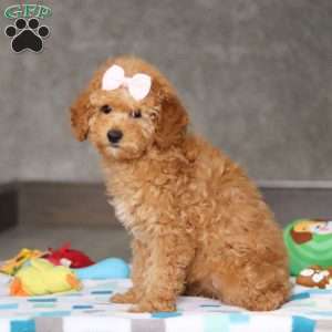 Sophie, Miniature Poodle Puppy